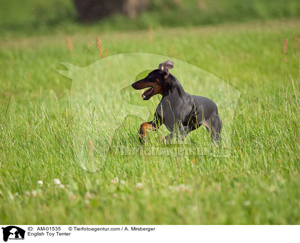 English Toy Terrier / AM-01535