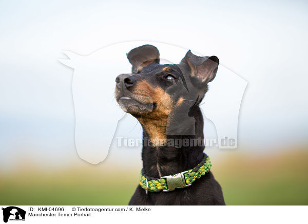 Manchester Terrier Portrait / KMI-04696