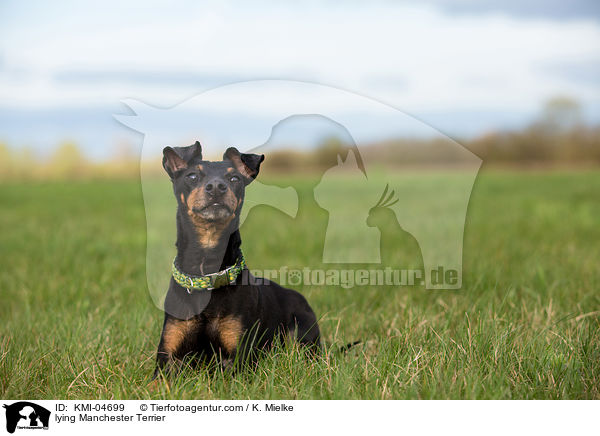 lying Manchester Terrier / KMI-04699