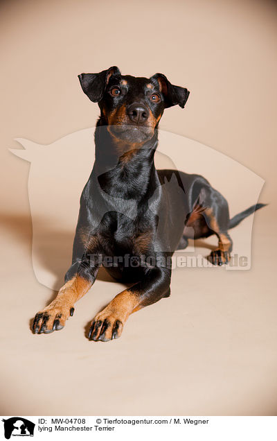 lying Manchester Terrier / MW-04708