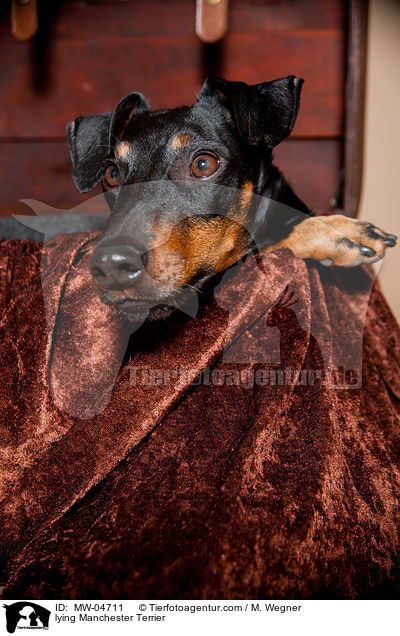 lying Manchester Terrier / MW-04711