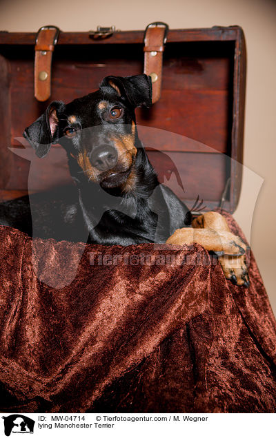 lying Manchester Terrier / MW-04714