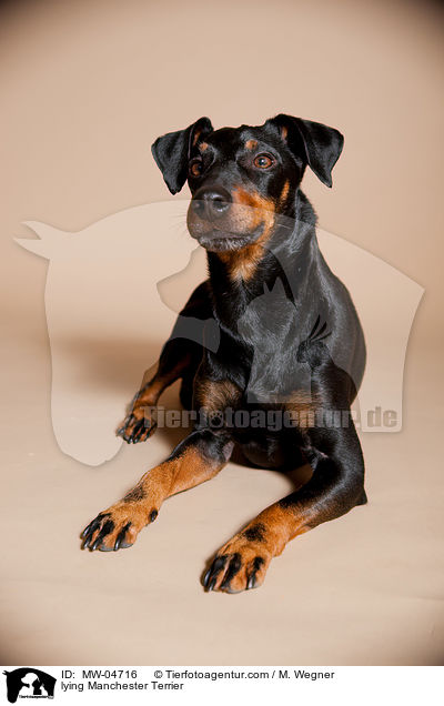 lying Manchester Terrier / MW-04716