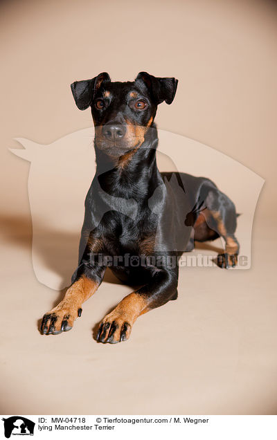lying Manchester Terrier / MW-04718
