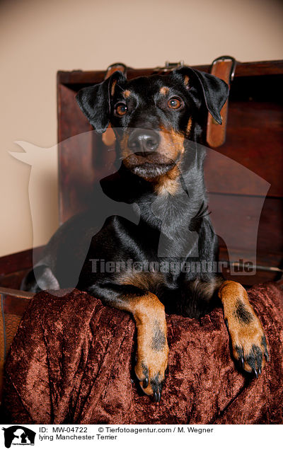 lying Manchester Terrier / MW-04722