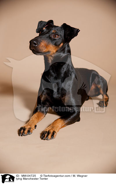 lying Manchester Terrier / MW-04725