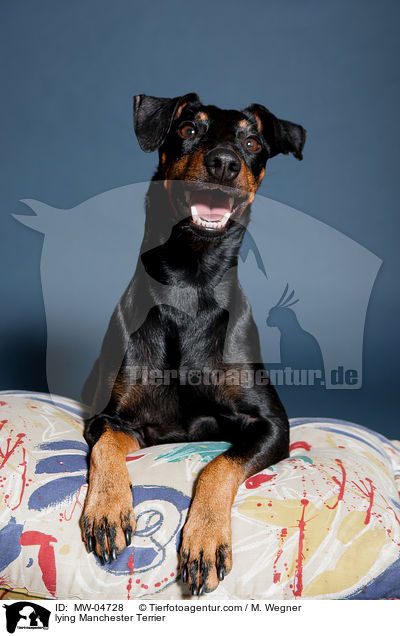 lying Manchester Terrier / MW-04728