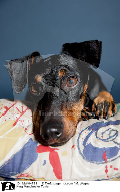 lying Manchester Terrier / MW-04731