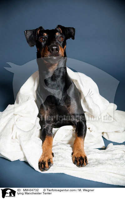 lying Manchester Terrier / MW-04732