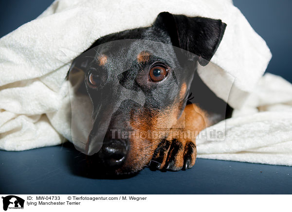 lying Manchester Terrier / MW-04733