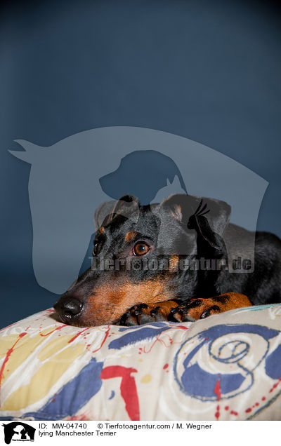 lying Manchester Terrier / MW-04740