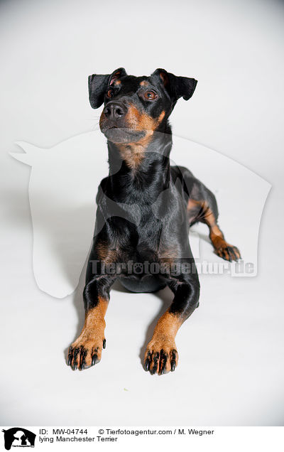 lying Manchester Terrier / MW-04744