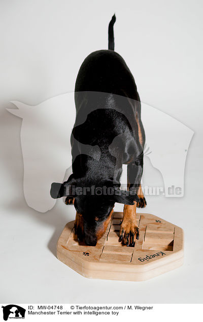 Manchester Terrier with intelligence toy / MW-04748
