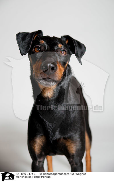 Manchester Terrier Portrait / MW-04752