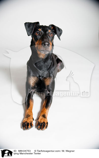 lying Manchester Terrier / MW-04753