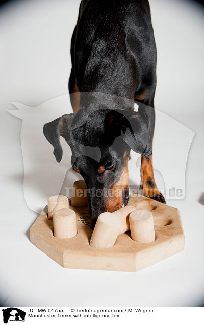 Manchester Terrier with intelligence toy / MW-04755