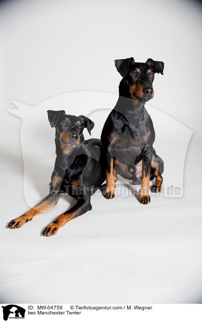 two Manchester Terrier / MW-04759