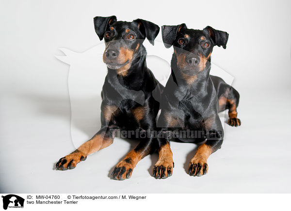 two Manchester Terrier / MW-04760