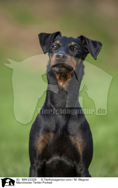 Manchester Terrier Portrait / MW-23326