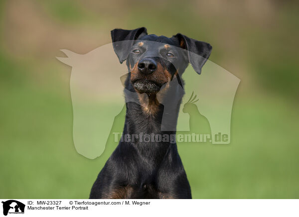 Manchester Terrier Portrait / MW-23327