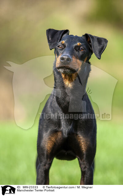 Manchester Terrier Portrait / MW-23333