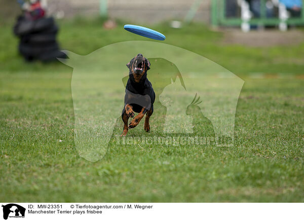 Manchester Terrier plays frisbee / MW-23351