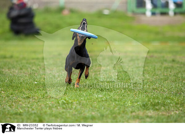 Manchester Terrier plays frisbee / MW-23352