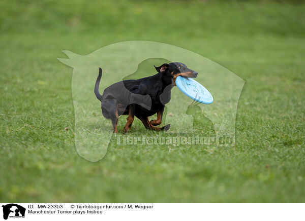Manchester Terrier plays frisbee / MW-23353