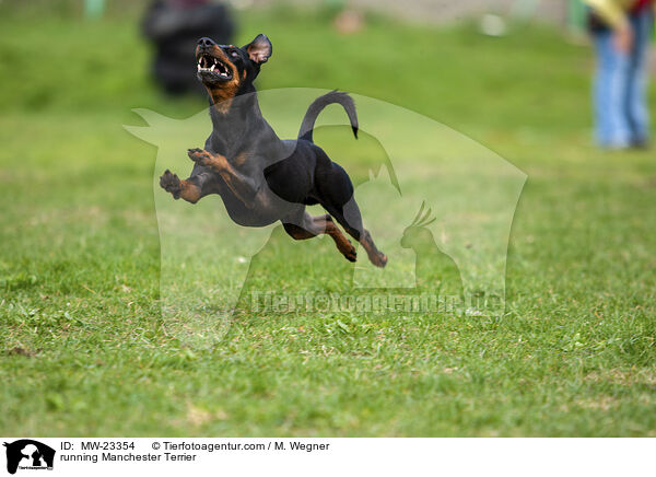 running Manchester Terrier / MW-23354
