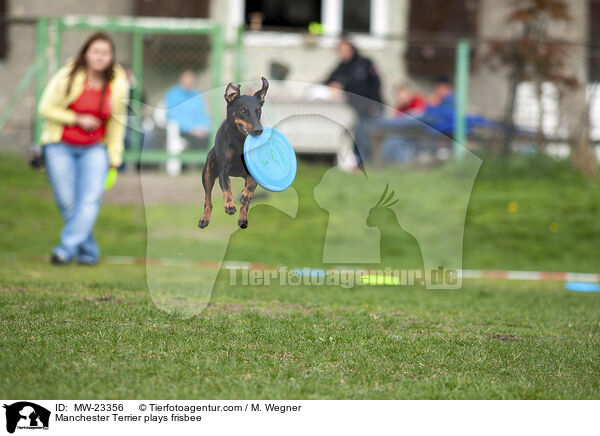 Manchester Terrier plays frisbee / MW-23356