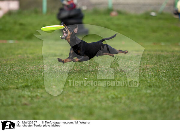 Manchester Terrier plays frisbee / MW-23357