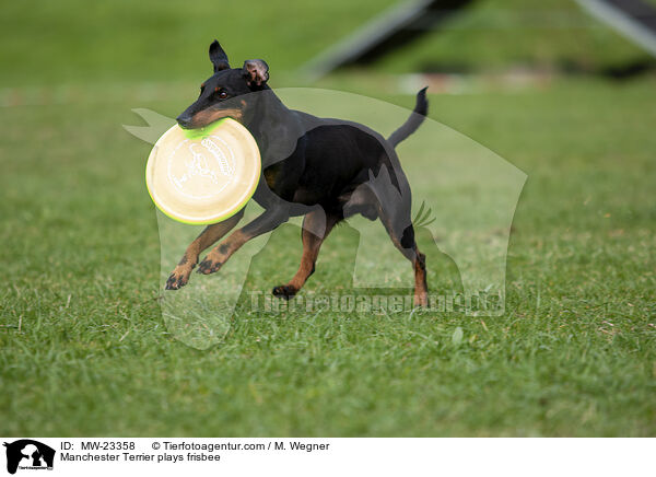 Manchester Terrier plays frisbee / MW-23358