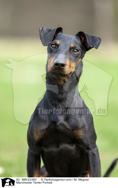 Manchester Terrier Portrait / MW-23360
