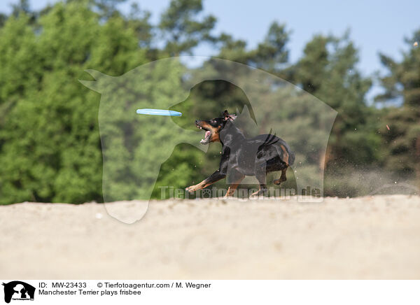 Manchester Terrier plays frisbee / MW-23433