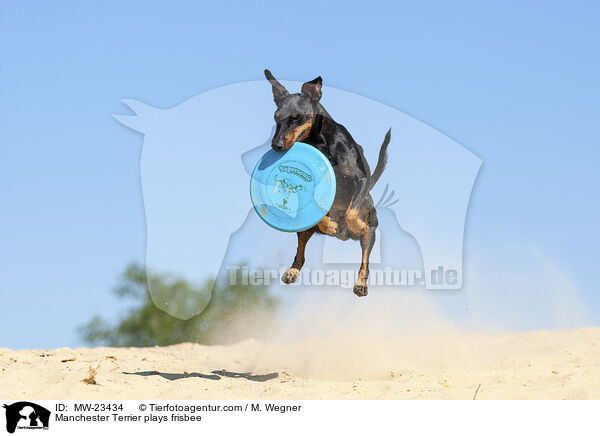Manchester Terrier plays frisbee / MW-23434