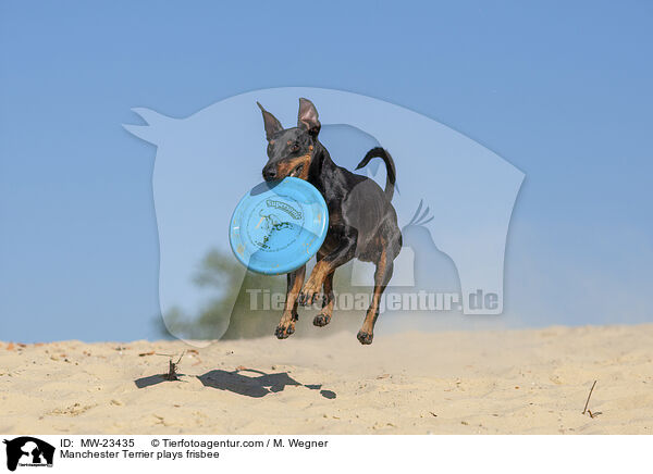Manchester Terrier plays frisbee / MW-23435