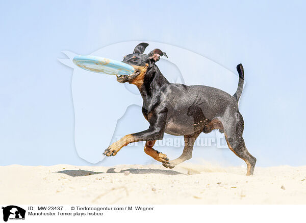 Manchester Terrier plays frisbee / MW-23437