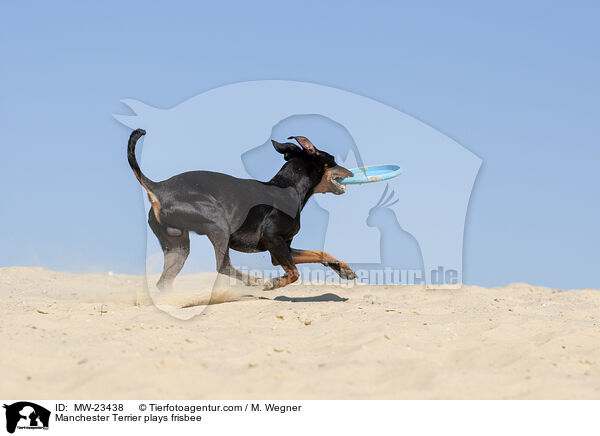 Manchester Terrier plays frisbee / MW-23438