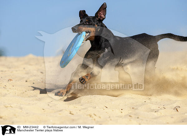 Manchester Terrier plays frisbee / MW-23442