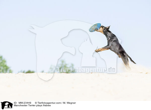 Manchester Terrier plays frisbee / MW-23449