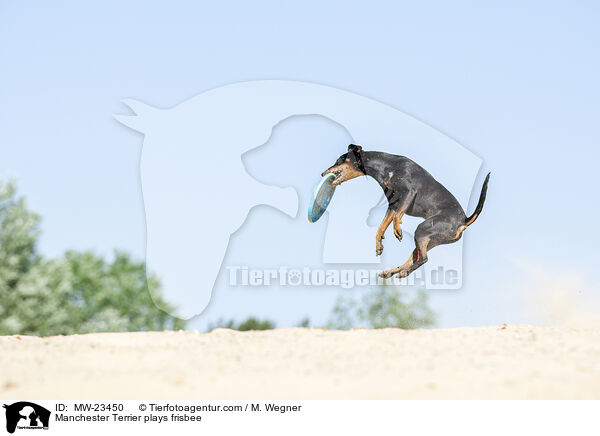 Manchester Terrier plays frisbee / MW-23450