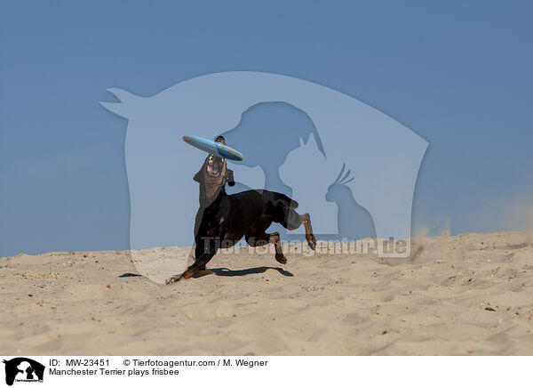 Manchester Terrier plays frisbee / MW-23451