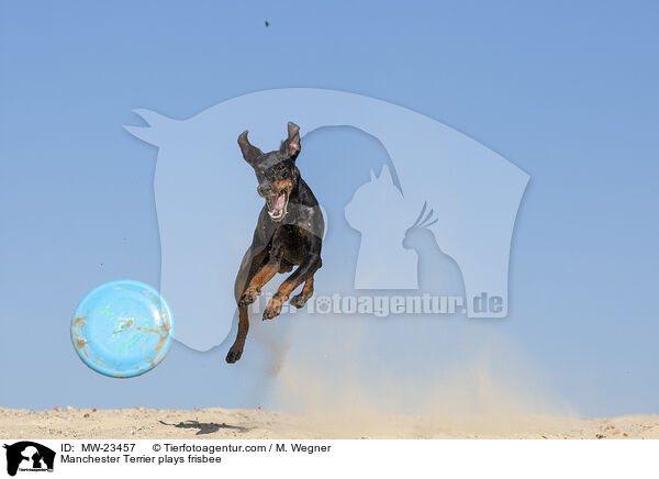 Manchester Terrier spielt Frisbee / Manchester Terrier plays frisbee / MW-23457