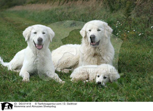 Maremma and Abruzzes Sheepdog / DG-01418