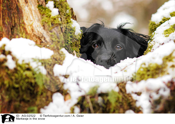Markiesje in the snow / AG-02522