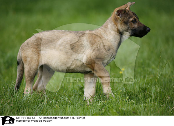 Marxdorfer Wolfdog Puppy / RR-16842