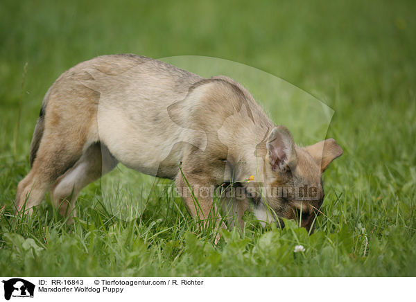 Marxdorfer Wolfdog Puppy / RR-16843