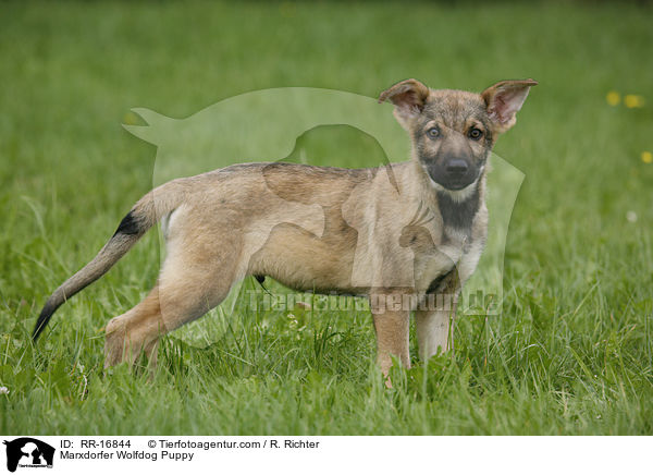 Marxdorfer Wolfdog Puppy / RR-16844