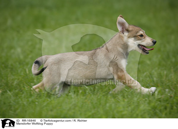 Marxdorfer Wolfdog Puppy / RR-16846