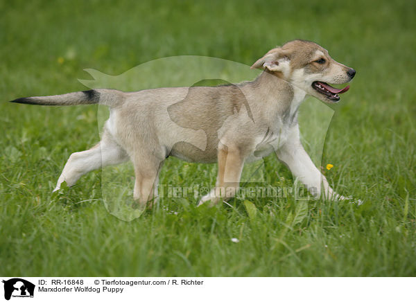 Marxdorfer Wolfdog Puppy / RR-16848